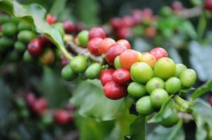Coffeebeanfruit
